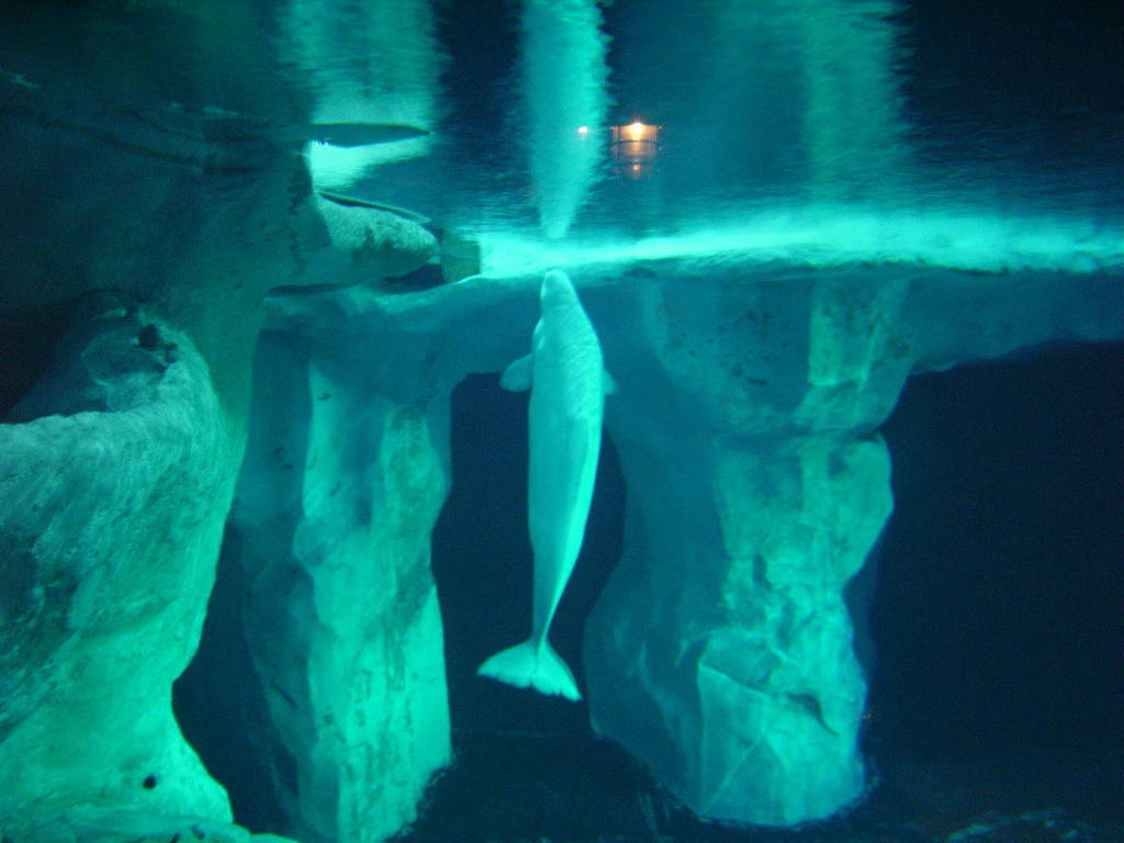 덕후가 알려주는 바다의 카나리아, 벨루가 | 인스티즈