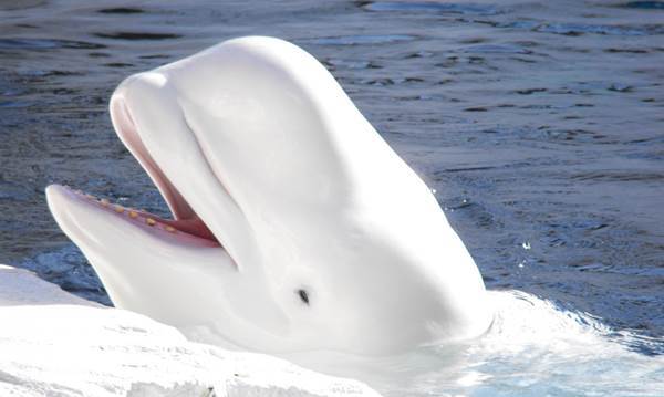 덕후가 알려주는 바다의 카나리아, 벨루가 | 인스티즈