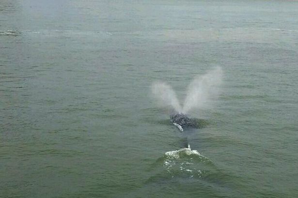 덕후가 알려주는 바다의 아이돌 혹등고래 | 인스티즈