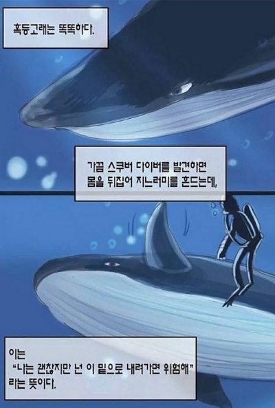덕후가 알려주는 바다의 아이돌 혹등고래 | 인스티즈