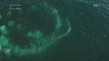 덕후가 알려주는 바다의 아이돌 혹등고래 | 인스티즈