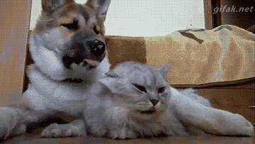 사이 좋네 .GIF | 인스티즈