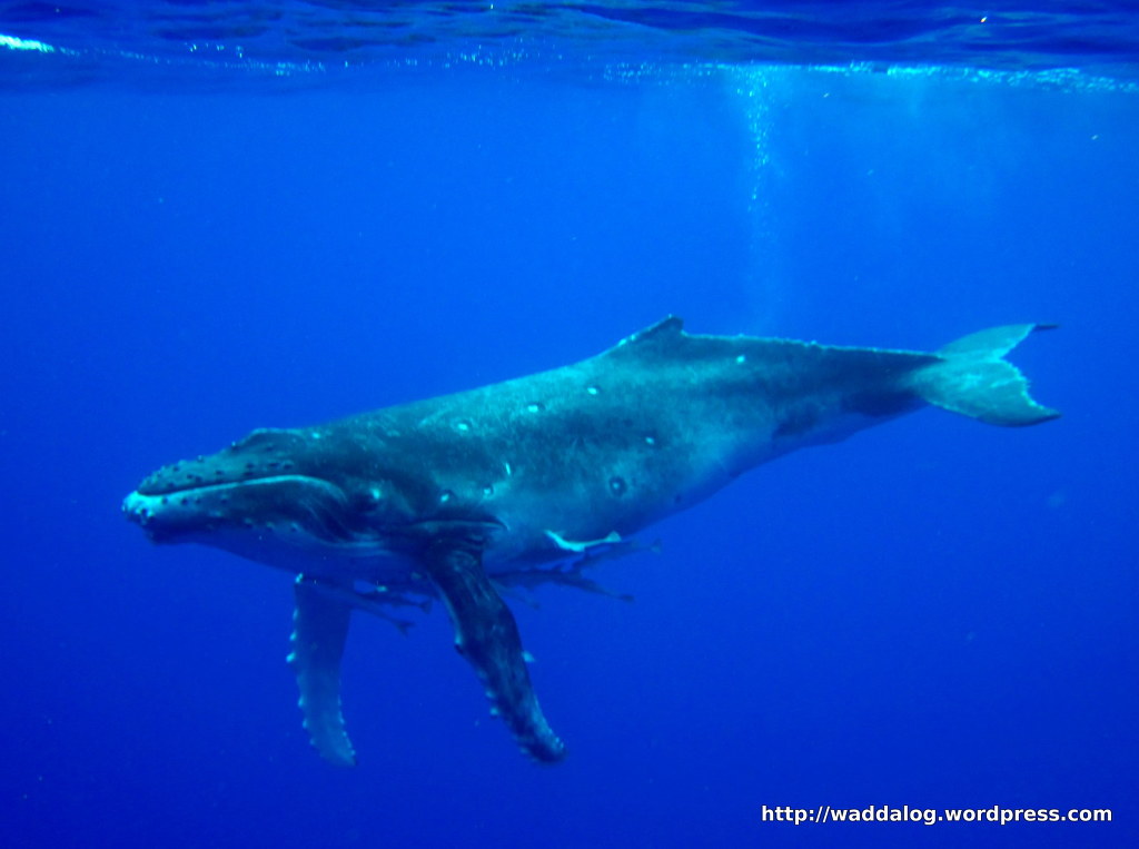 덕후가 알려주는 바다의 아이돌 혹등고래 | 인스티즈