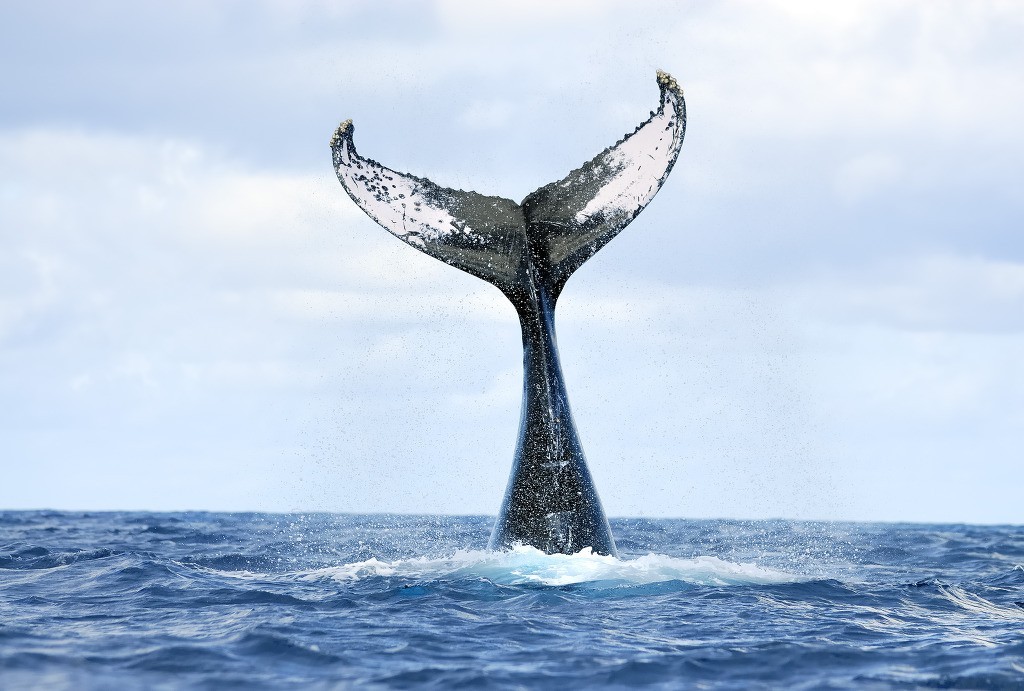 덕후가 알려주는 바다의 아이돌 혹등고래 | 인스티즈