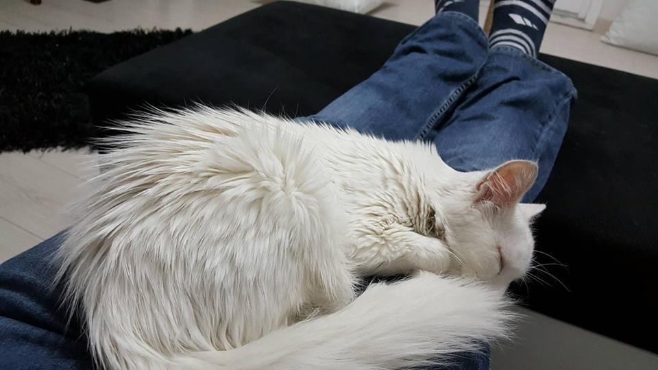 건물 자동문에 끼어 심장마비 온 길고양이를 심폐소생술로 살린 의사 이야기 | 인스티즈