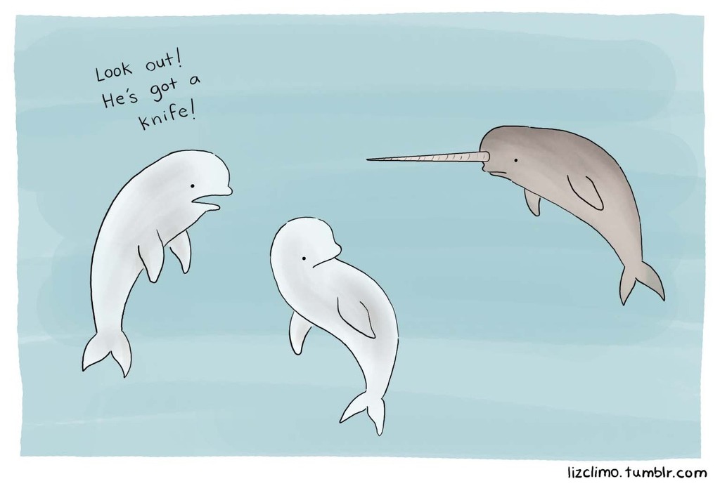 덕후가 알려주는 바다의 유니콘 일각고래 | 인스티즈