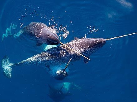 덕후가 알려주는 바다의 유니콘 일각고래 | 인스티즈
