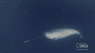 덕후가 알려주는 바다의 유니콘 일각고래 | 인스티즈