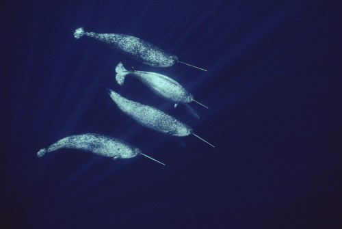 덕후가 알려주는 바다의 유니콘 일각고래 | 인스티즈