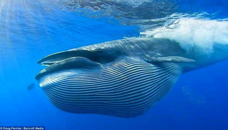 덕후가 알려주는 세상에서 가장 큰 동물 대왕고래 | 인스티즈