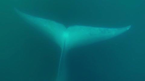 덕후가 알려주는 세상에서 가장 큰 동물 대왕고래 | 인스티즈