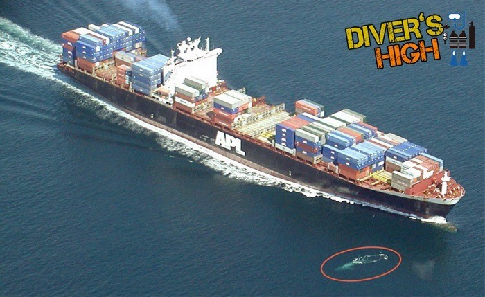 덕후가 알려주는 세상에서 가장 큰 동물 대왕고래 | 인스티즈