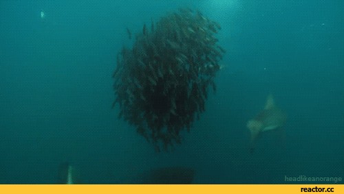 덕후가 알려주는 세상에서 가장 큰 동물 대왕고래 | 인스티즈