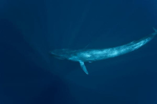 덕후가 알려주는 세상에서 가장 큰 동물 대왕고래 | 인스티즈