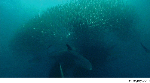 덕후가 알려주는 세상에서 가장 큰 동물 대왕고래 | 인스티즈