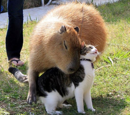 친화력 최고의 甲 동물 | 인스티즈