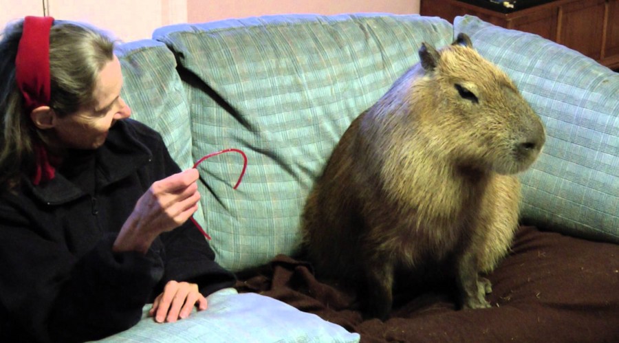 친화력 최고의 甲 동물 | 인스티즈