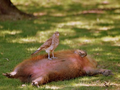 친화력 최고의 甲 동물 | 인스티즈