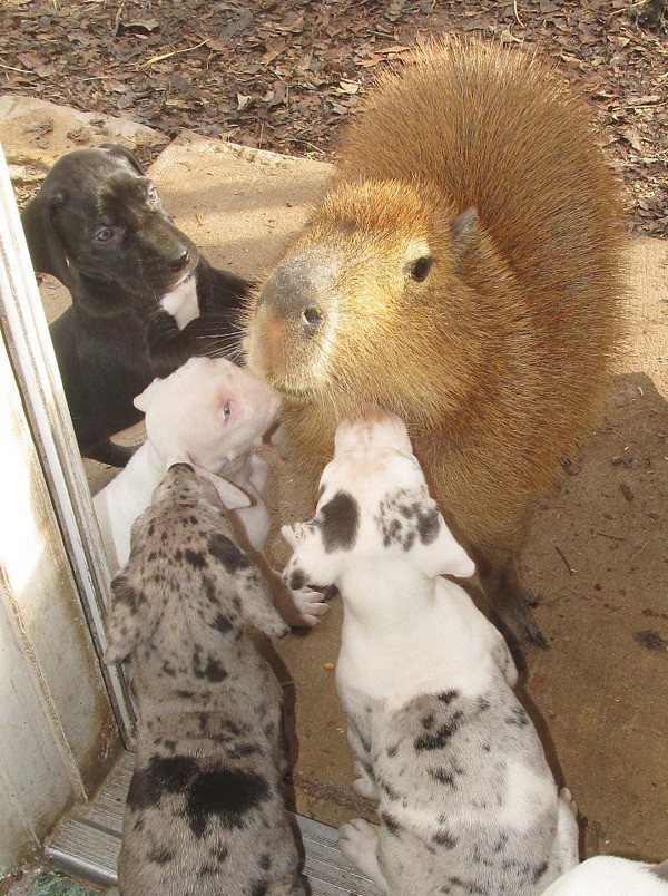 친화력 최고의 甲 동물 | 인스티즈