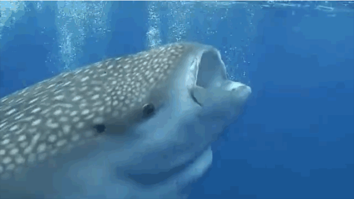 저게 고래여, 상어여? 이것은 고래상어이다 | 인스티즈