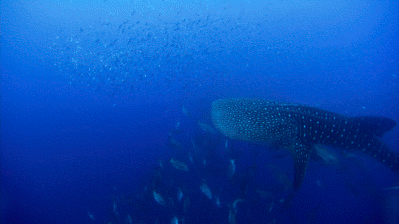 저게 고래여, 상어여? 이것은 고래상어이다 | 인스티즈