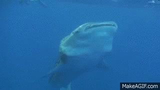 저게 고래여, 상어여? 이것은 고래상어이다 | 인스티즈