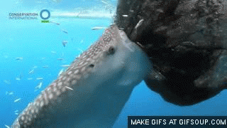 저게 고래여, 상어여? 이것은 고래상어이다 | 인스티즈