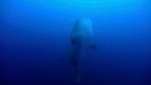 저게 고래여, 상어여? 이것은 고래상어이다 | 인스티즈