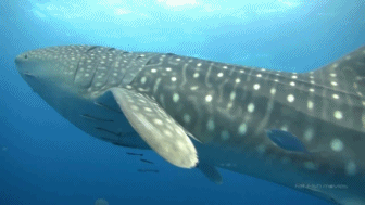 저게 고래여, 상어여? 이것은 고래상어이다 | 인스티즈