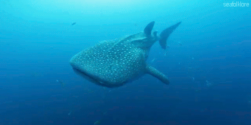 저게 고래여, 상어여? 이것은 고래상어이다 | 인스티즈