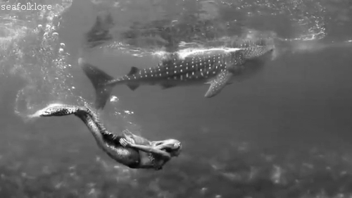 저게 고래여, 상어여? 이것은 고래상어이다 | 인스티즈