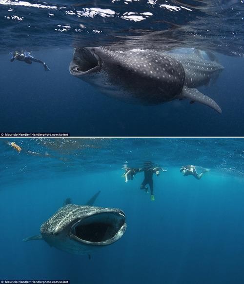 저게 고래여, 상어여? 이것은 고래상어이다 | 인스티즈