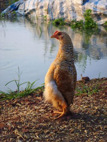 불쌍한 닭 도축장면 ㅠㅠ.swf | 인스티즈