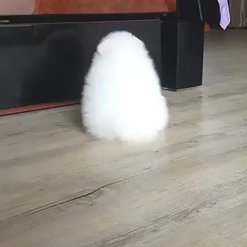 역대급 짱귀 ㅠㅠ | 인스티즈