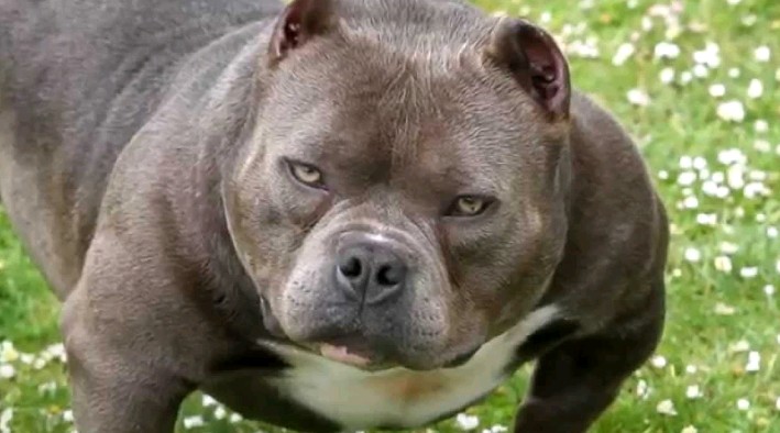 핏불 4마리 vs 멧돼지 1마리 | 인스티즈