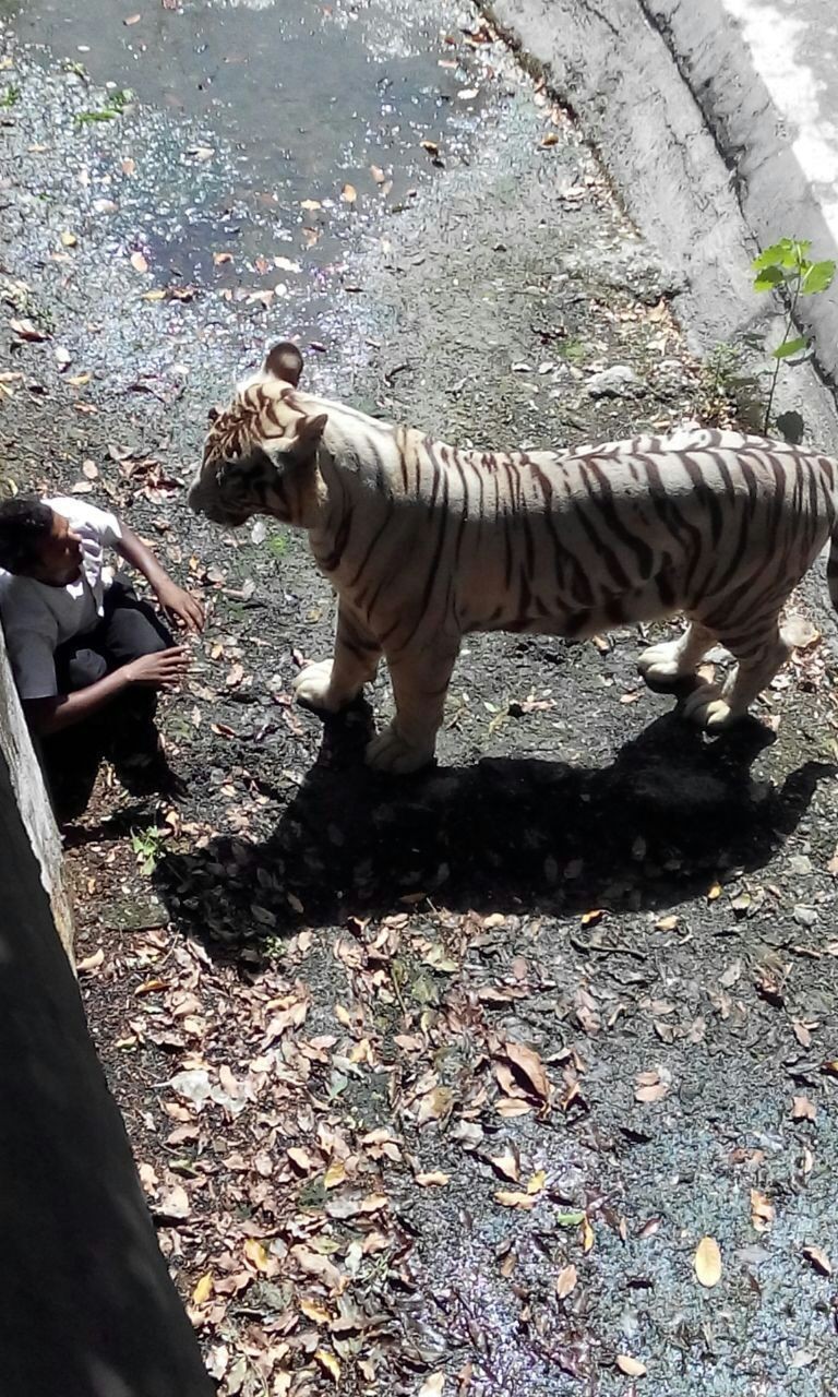 호랑이 우리에 떨어진 남자 swf (혐오주의) | 인스티즈