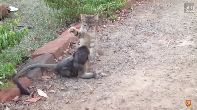 장난치는 원숭이 받아주는 고양이 | 인스티즈