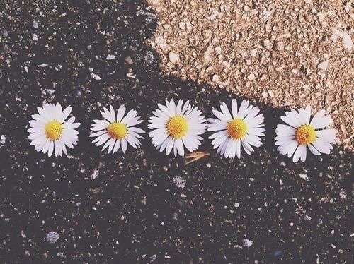 [꽃에대한시/글귀들] 너를 사랑하지 않았다면 어떻게 그 풍경을 견딜 수 있었을까 | 인스티즈