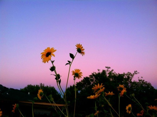 [꽃에대한시/글귀들] 너를 사랑하지 않았다면 어떻게 그 풍경을 견딜 수 있었을까 | 인스티즈