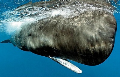 영화 모비딕의 주인공, 향유고래 | 인스티즈