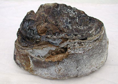 영화 모비딕의 주인공, 향유고래 | 인스티즈