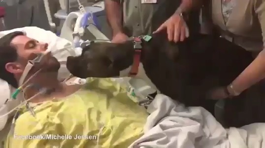 주인의 마지막 모습을 보러온 강아지 | 인스티즈