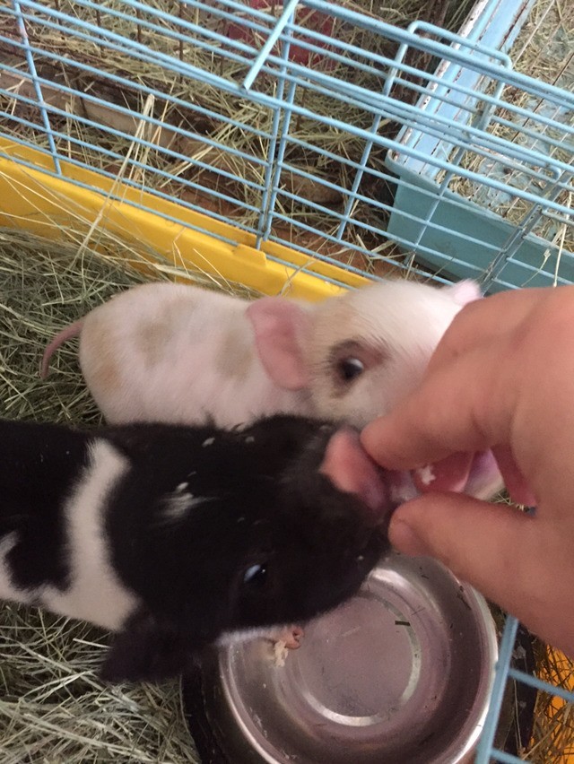 돼지! 이래도 드시겠나요? | 인스티즈