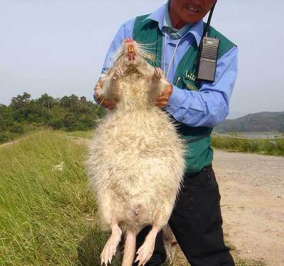 정기적으로 봐 주는 뉴트리아 먹방.swf | 인스티즈