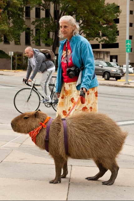 친화력 최고의 甲 동물 | 인스티즈
