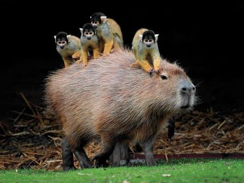 친화력 최고의 甲 동물 | 인스티즈