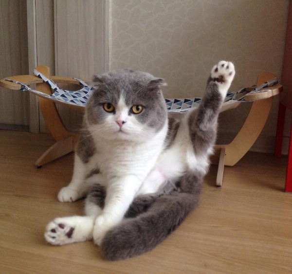 곰고양이? 곰+고양이! 곰고양이 보고가세요 | 인스티즈