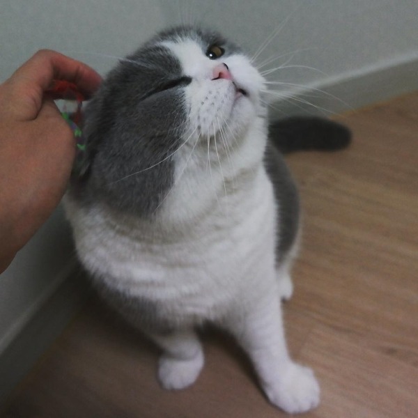 곰고양이? 곰+고양이! 곰고양이 보고가세요 | 인스티즈