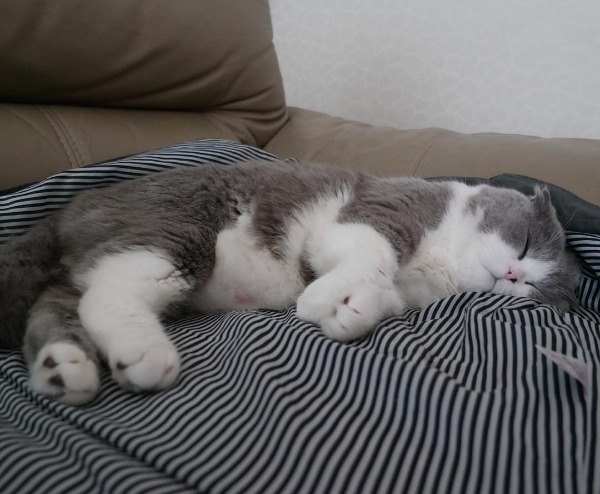 곰고양이? 곰+고양이! 곰고양이 보고가세요 | 인스티즈