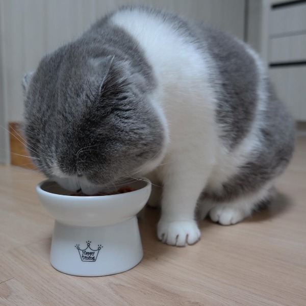 곰고양이? 곰+고양이! 곰고양이 보고가세요 | 인스티즈